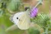 Pieris brassicae